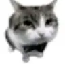 Profile picture of cecil