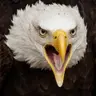 Imagen de perfil de Shefa